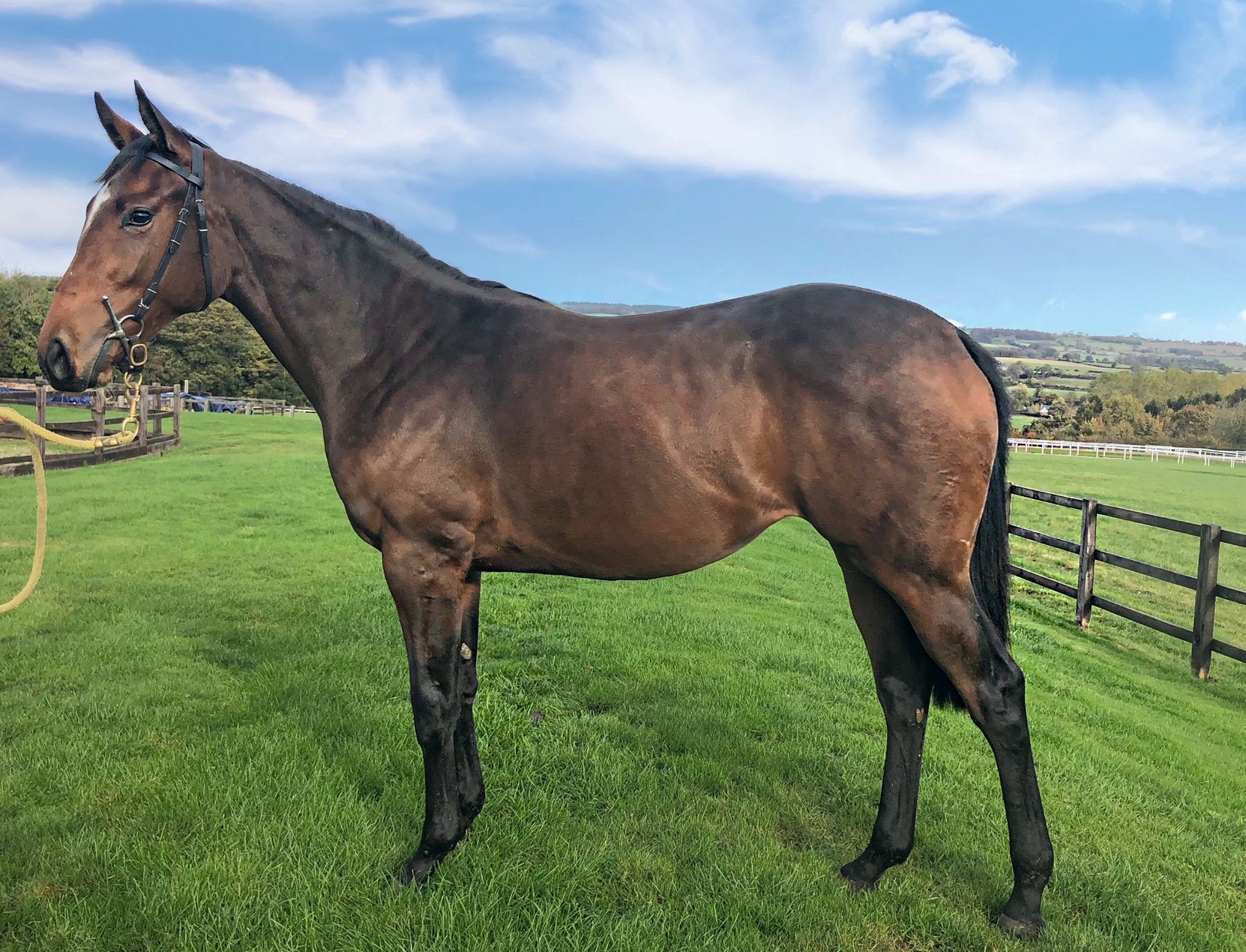 Race Horses For Sale | Ann Duffield Racing | North Yorkshire